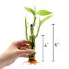 3 Stalk Live Lucky Bamboo Arrangement in Mini Color Ceramic Vase - Colorful Poterry, Indoor House Plants, Feng Shui, Lucky Plant, Houseplant view 4