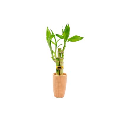 3 Stalk Live Lucky Bamboo Arrangement in Mini Color Ceramic Vase - Colorful Poterry, Indoor House Plants, Feng Shui, Lucky Plant, Houseplant (Peach)