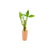 3 Stalk Live Lucky Bamboo Arrangement in Mini Color Ceramic Vase - Colorful Poterry, Indoor House Plants, Feng Shui, Lucky Plant, Houseplant (Peach) view 1