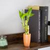 3 Stalk Live Lucky Bamboo Arrangement in Mini Color Ceramic Vase - Colorful Poterry, Indoor House Plants, Feng Shui, Lucky Plant, Houseplant (Peach) view 2