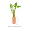 3 Stalk Live Lucky Bamboo Arrangement in Mini Color Ceramic Vase - Colorful Poterry, Indoor House Plants, Feng Shui, Lucky Plant, Houseplant (Peach) view 3