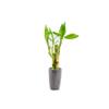 3 Stalk Live Lucky Bamboo Arrangement in Mini Color Ceramic Vase - Colorful Poterry, Indoor House Plants, Feng Shui, Lucky Plant, Houseplant (Plum) view 1