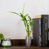 3 Stalk Live Lucky Bamboo Arrangement in Mini Color Ceramic Vase - Colorful Poterry, Indoor House Plants, Feng Shui, Lucky Plant, Houseplant (Plum) view 2
