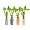 3 Stalk Live Lucky Bamboo Arrangement in Mini Color Ceramic Vase - Colorful Poterry, Indoor House Plants, Feng Shui, Lucky Plant, Houseplant (Plum) view 4