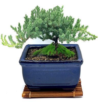 Live Dwarf Juniper Bonsai Tree | Juniper or Jade Bonsai Tree | Indoor/Outdoor | 100% Handcrafted| Home and Office Dcor | Best Gift for Holiday (Juniper Mini)