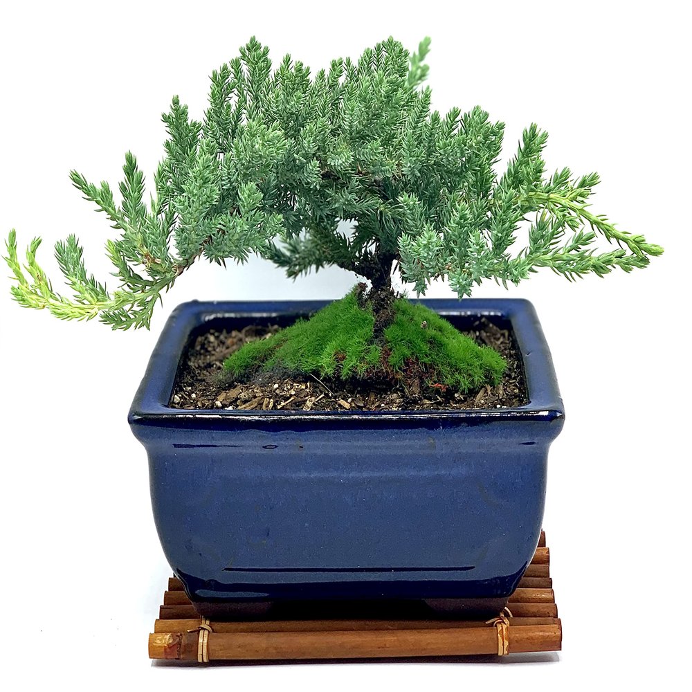 Live Dwarf Juniper Bonsai Tree | Juniper or Jade Bonsai Tree | Indoor/Outdoor | 100% Handcrafted| Home and Office Dcor | Best Gift for Holiday (Juniper Mini)