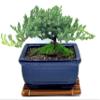 Live Dwarf Juniper Bonsai Tree | Juniper or Jade Bonsai Tree | Indoor/Outdoor | 100% Handcrafted| Home and Office Dcor | Best Gift for Holiday (Juniper Mini) view 1