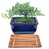 Live Dwarf Juniper Bonsai Tree | Juniper or Jade Bonsai Tree | Indoor/Outdoor | 100% Handcrafted| Home and Office Dcor | Best Gift for Holiday (Juniper Mini) view 2