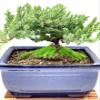 Live Dwarf Juniper Bonsai Tree | Juniper or Jade Bonsai Tree | Indoor/Outdoor | 100% Handcrafted| Home and Office Dcor | Best Gift for Holiday (Juniper Mini) view 3