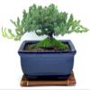 Live Dwarf Juniper Bonsai Tree | Juniper or Jade Bonsai Tree | Indoor/Outdoor | 100% Handcrafted| Home and Office Dcor | Best Gift for Holiday (Juniper Mini) view 4