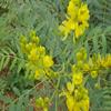 3V Senna Powder | Nilavarai | Cassia Angustifolia | Sonamukhi 100g | 3.53 Ounce view 3