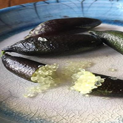 3 Freshly Cut to Order Australian Finger Limes aka Citrus Cavia Fingerlime UNROOTED Cuttings/Scions/Budwoods for Grafting