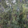 3 Freshly Cut to Order Australian Finger Limes aka Citrus Cavia Fingerlime UNROOTED Cuttings/Scions/Budwoods for Grafting view 2