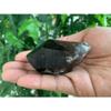 1 Pcs of Extra Large Natural Smoky Quartz Crystal Points, 2-3 Inches Smoky Quartz Point (1-2 OZ) view 2