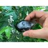 1 Pcs of Extra Large Natural Smoky Quartz Crystal Points, 2-3 Inches Smoky Quartz Point (1-2 OZ) view 3