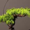 Small Bonsai Tree Indoor Simulation Bonsai Fake Plant Welcome Pine Bonsai Decoration Living Room Decoration Porch Cabinet Office Fake Bonsai Fake Plants view 3