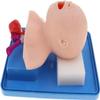 CHROX Infant Intubation Manikin - PVC Teaching Model - Tracheal Intubation Training Simulator, for Airway Management view 4
