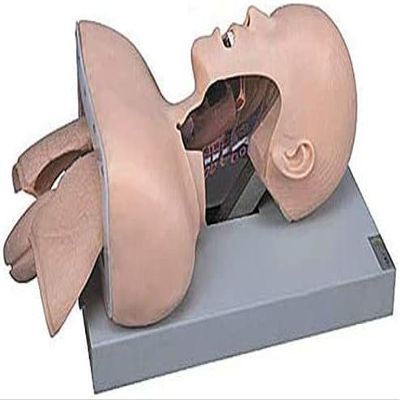 CHROX PVC Adult Intubation Manikin Teaching Model, Airway Management Trainer Tracheal Intubation Training Simulator Model, Science Lab Education