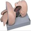 CHROX PVC Adult Intubation Manikin Teaching Model, Airway Management Trainer Tracheal Intubation Training Simulator Model, Science Lab Education view 1