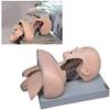 CHROX PVC Adult Intubation Manikin Teaching Model, Airway Management Trainer Tracheal Intubation Training Simulator Model, Science Lab Education view 2