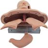 CHROX PVC Adult Intubation Manikin Teaching Model, Airway Management Trainer Tracheal Intubation Training Simulator Model, Science Lab Education view 3