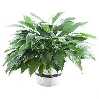 Large Purifying Peace Lily in 6 inch Pot - Fall Collection - KaBloom Prime Next Day - Gift for Birthday, Get Well, Easter, Valentine, Mothers Day Fresh Flowers
