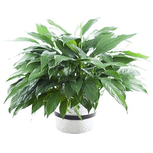 Large Purifying Peace Lily in 6 inch Pot - Fall Collection - KaBloom Prime Next Day - Gift for Birthday, Get Well, Easter, Valentine, Mothers Day Fresh Flowers