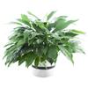 Large Purifying Peace Lily in 6 inch Pot - Fall Collection - KaBloom Prime Next Day - Gift for Birthday, Get Well, Easter, Valentine, Mothers Day Fresh Flowers view 1