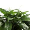 Large Purifying Peace Lily in 6 inch Pot - Fall Collection - KaBloom Prime Next Day - Gift for Birthday, Get Well, Easter, Valentine, Mothers Day Fresh Flowers view 3