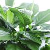 Large Purifying Peace Lily in 6 inch Pot - Fall Collection - KaBloom Prime Next Day - Gift for Birthday, Get Well, Easter, Valentine, Mothers Day Fresh Flowers view 4