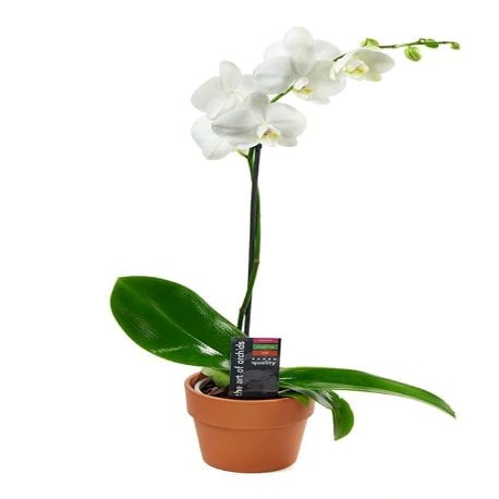 KaBloom - White Phalaenopsis Orchid Plant (1 Stem) in 5 Inch Pot - Fresh Flowers for Birthday, Valentine's & Mother's Day