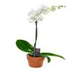 KaBloom - White Phalaenopsis Orchid Plant (1 Stem) in 5 Inch Pot - Fresh Flowers for Birthday, Valentine's & Mother's Day view 1