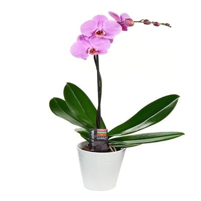 KaBloom - Purple Phalaenopsis Orchid Plant (1 Stem) in 5 Inch Pot - Fresh Flowers for Birthday, Valentine's & Mother's Day