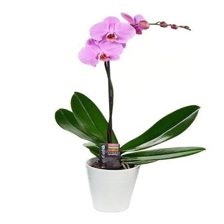 KaBloom - Purple Phalaenopsis Orchid Plant (1 Stem) in 5 Inch Pot - Fresh Flowers for Birthday, Valentine's & Mother's Day