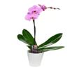KaBloom - Purple Phalaenopsis Orchid Plant (1 Stem) in 5 Inch Pot - Fresh Flowers for Birthday, Valentine's & Mother's Day view 1