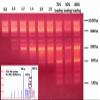 MagVigen Extended (Long Read) DNA Size Selection kit (5mL) view 3