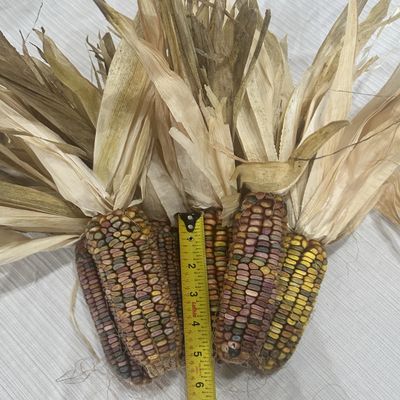 Circle Bar J Ranch Indian Corn Small
