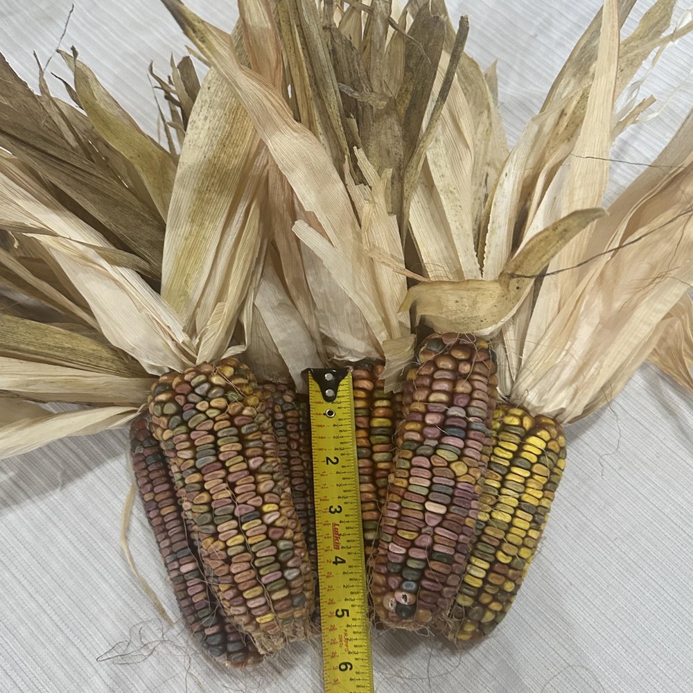 Circle Bar J Ranch Indian Corn Small