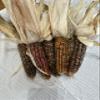 Circle Bar J Ranch Indian Corn Small view 2