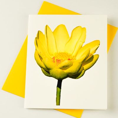 Sunshine Expressions Blooming Flowers Yellow Water Lily High End Photographic Heavy Smooth Note Cards 8 w/10 Colored Envelopes, Boxed Set (4.25"x 5.50") Blank Inside - Made in USA