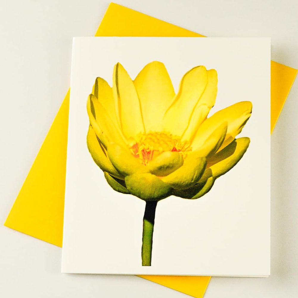 Sunshine Expressions Blooming Flowers Yellow Water Lily High End Photographic Heavy Smooth Note Cards 8 w/10 Colored Envelopes, Boxed Set (4.25"x 5.50") Blank Inside - Made in USA