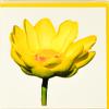 Sunshine Expressions Blooming Flowers  Yellow Water Lily  High End Photographic Heavy Smooth Note Cards 8 w/10 Colored Envelopes, Boxed Set (4.25"x 5.50") Blank Inside - Made in USA view 3