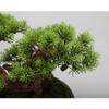 Artificial Bonsai Artificial Bonsai Welcome Songya Baigen Bouldering Bonsai Ornaments Porch Hotel Welcome Green Plants Ornaments Office Decoration for Home Office view 3