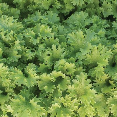12000 Organic Wasabi Mustard Seeds for Planting Heirloom Non GMO 28 Gram of Seeds Garden Vegetable Bulk Survival Baby Greens Mustard Sprouts Microgreens