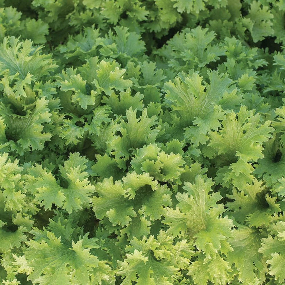 12000 Organic Wasabi Mustard Seeds for Planting Heirloom Non GMO 28 Gram of Seeds Garden Vegetable Bulk Survival Baby Greens Mustard Sprouts Microgreens