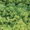 12000 Organic Wasabi Mustard Seeds for Planting Heirloom Non GMO 28 Gram of Seeds Garden Vegetable Bulk Survival Baby Greens Mustard Sprouts Microgreens view 1