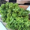 12000 Organic Wasabi Mustard Seeds for Planting Heirloom Non GMO 28 Gram of Seeds Garden Vegetable Bulk Survival Baby Greens Mustard Sprouts Microgreens view 2