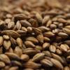 10LB William Crisp AMBER English Biscuit Malt MCRI7052 view 1