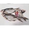 Dried Salted Lesh Fish (Jerky) Premium Quality view 2