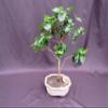 Surinam Cherry Bonsai Tree view 1